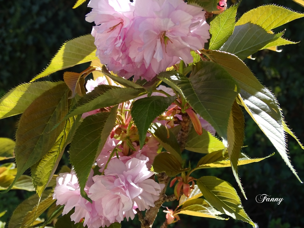 Signé Cerisier a fleurs DSC03242.jpg