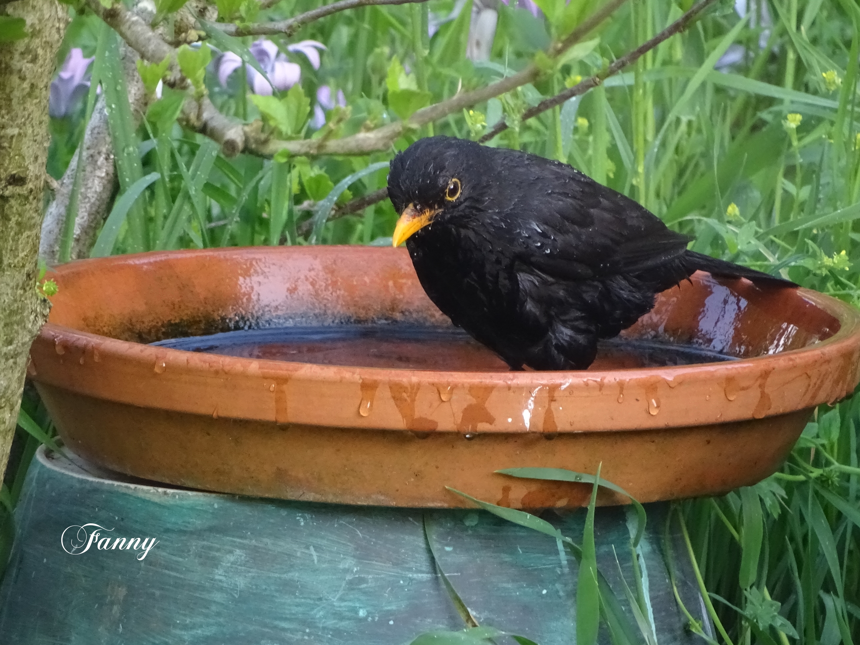 Merle signé DSC03270.jpg