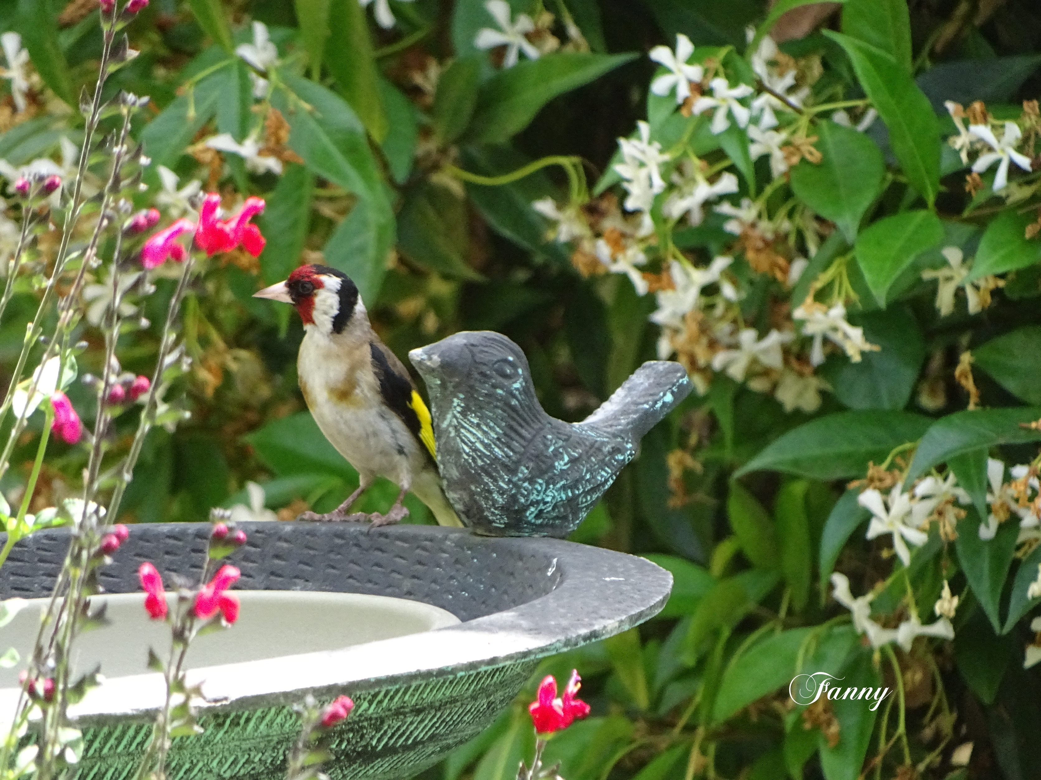 Chardonneret SignéDSC01498.jpg