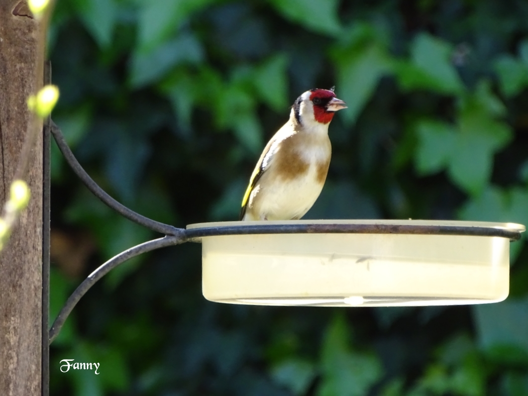 Chardonneret Elegant Signé DSC05843.jpg