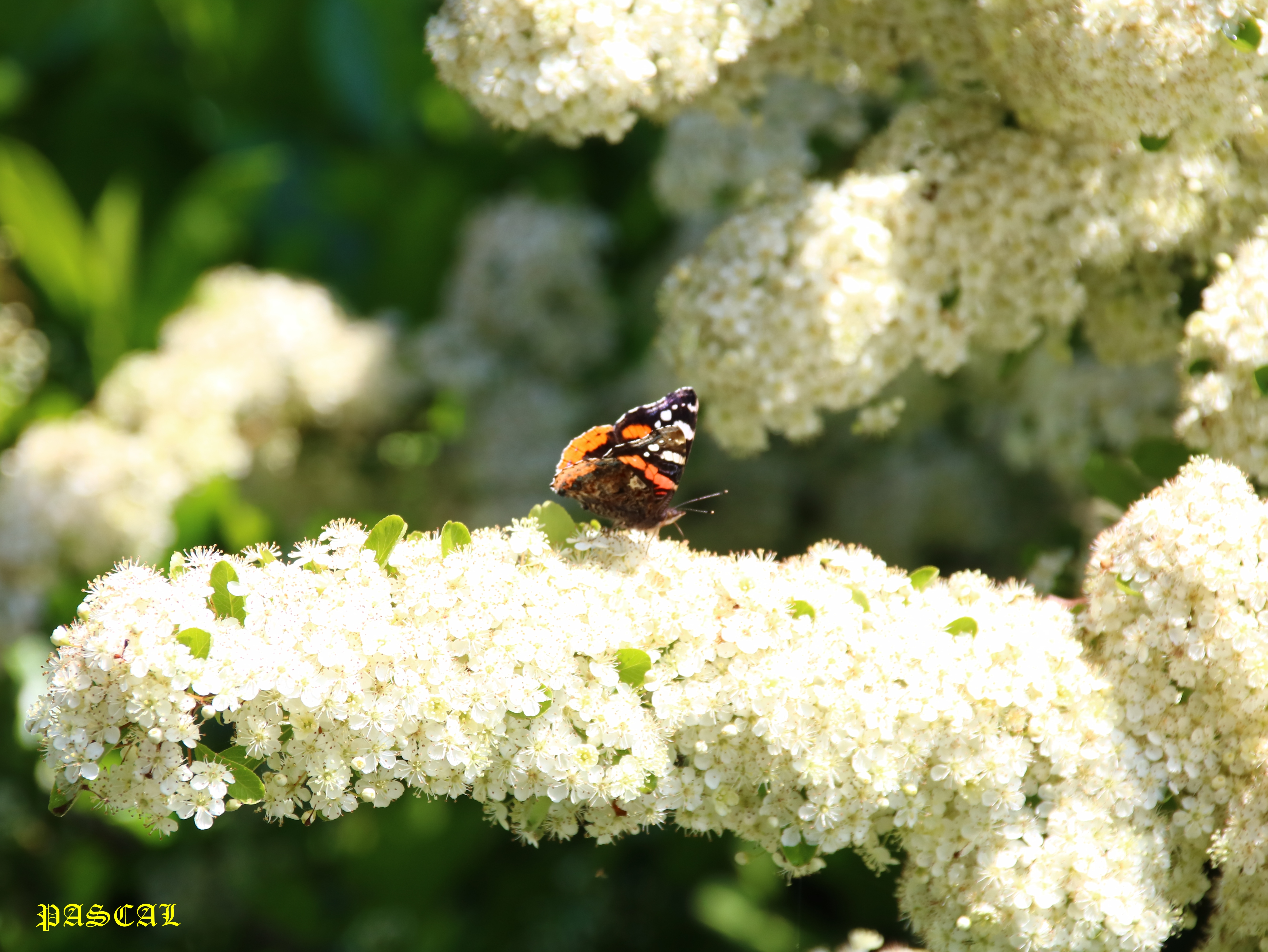 Floraison Pyracantha 8 Mai 2026   Vulcain.JPG