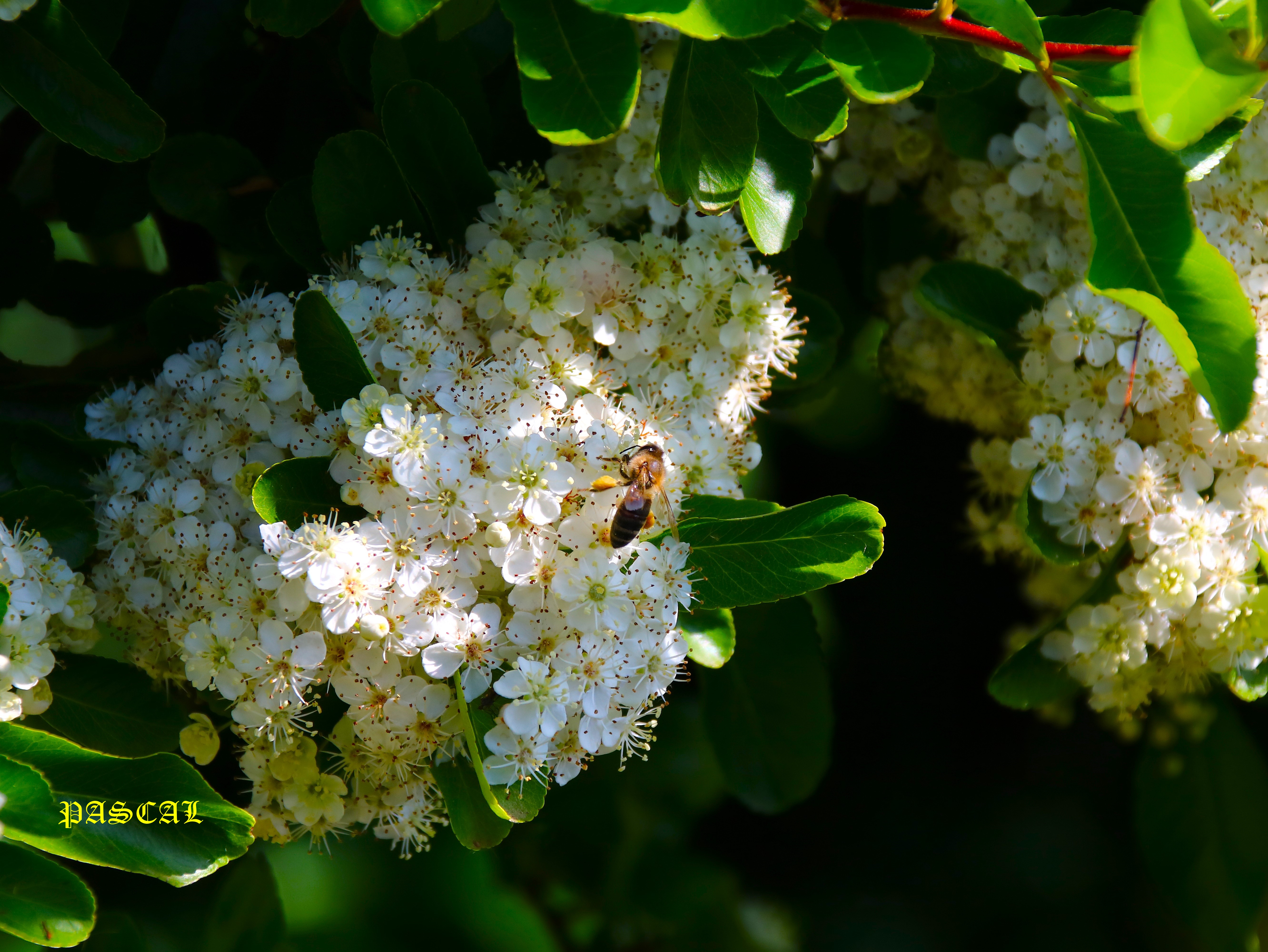 Floraison Pyracantha 8 Mai 2026  Apis mellifera.JPG
