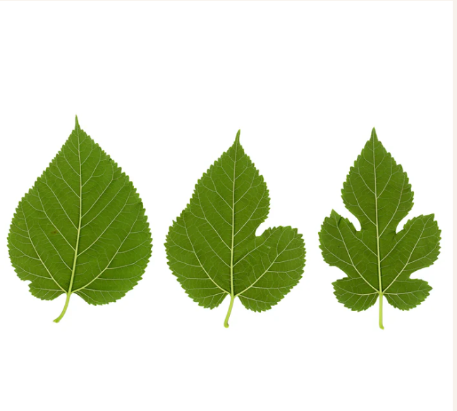 Evolution feuille Mûrier à feuilles de platanes-crop.png