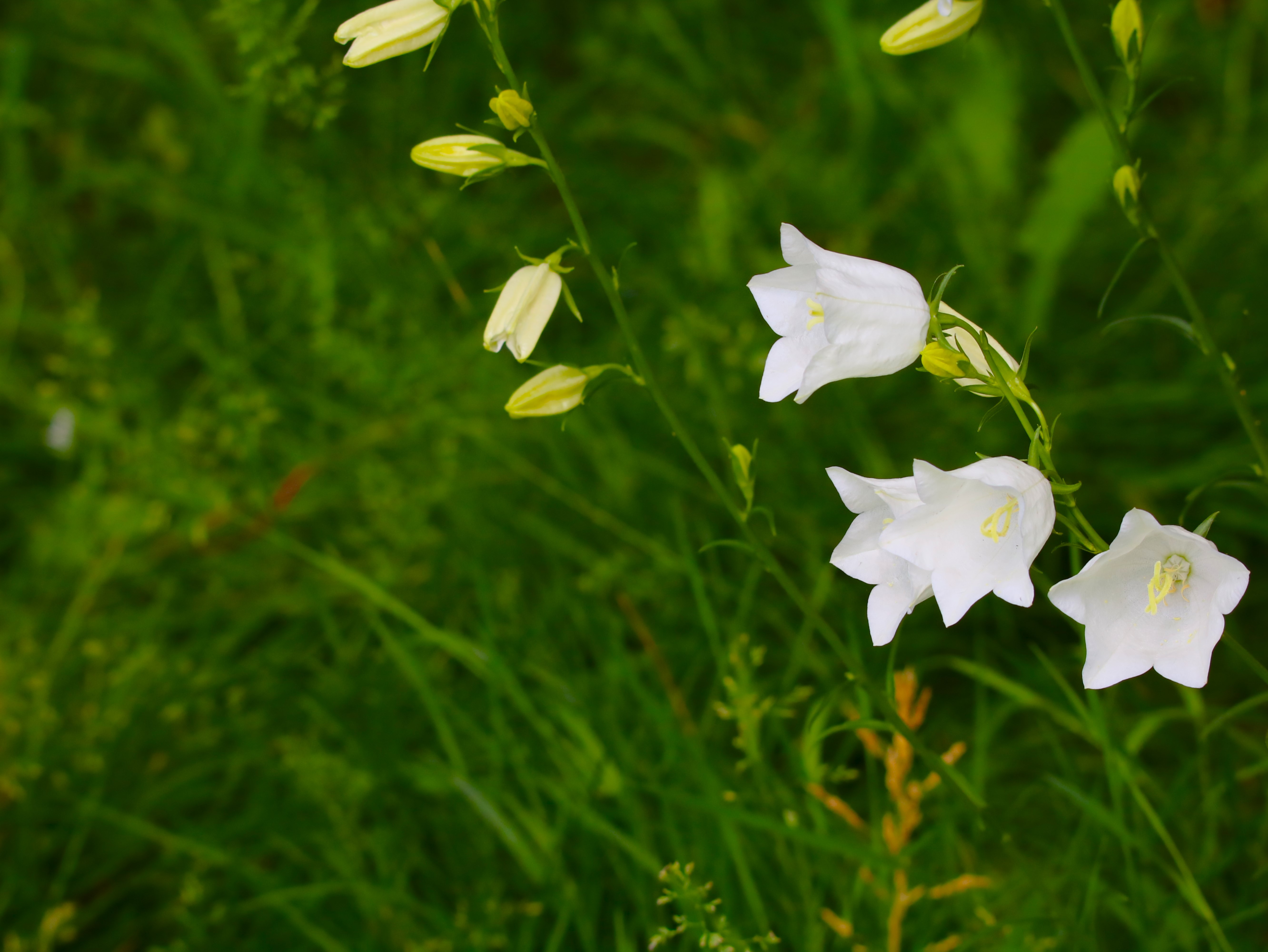 Campanules à feuilles de pêcher (1).JPG
