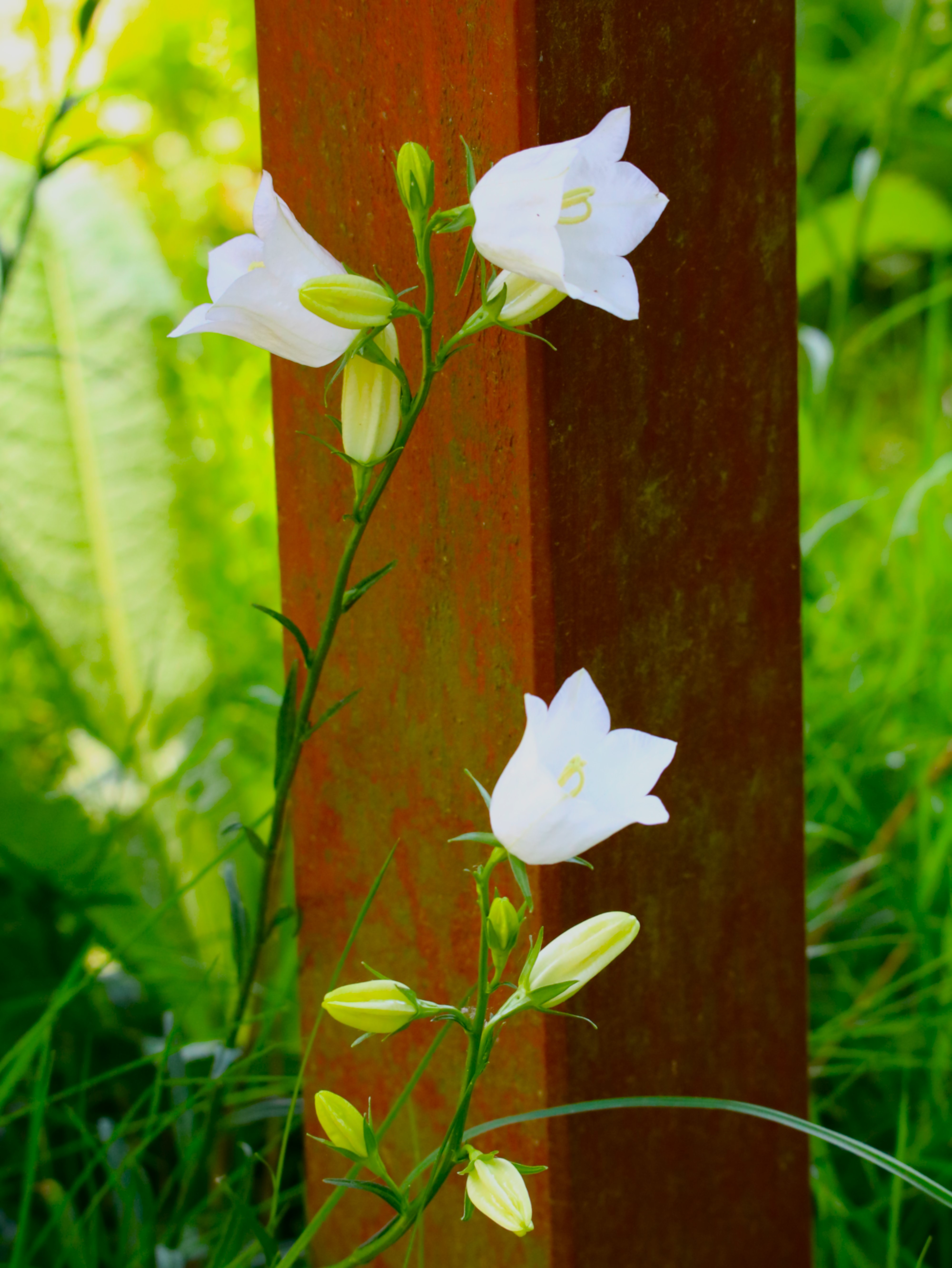 Campanules à feuilles de pêcher (2).JPG