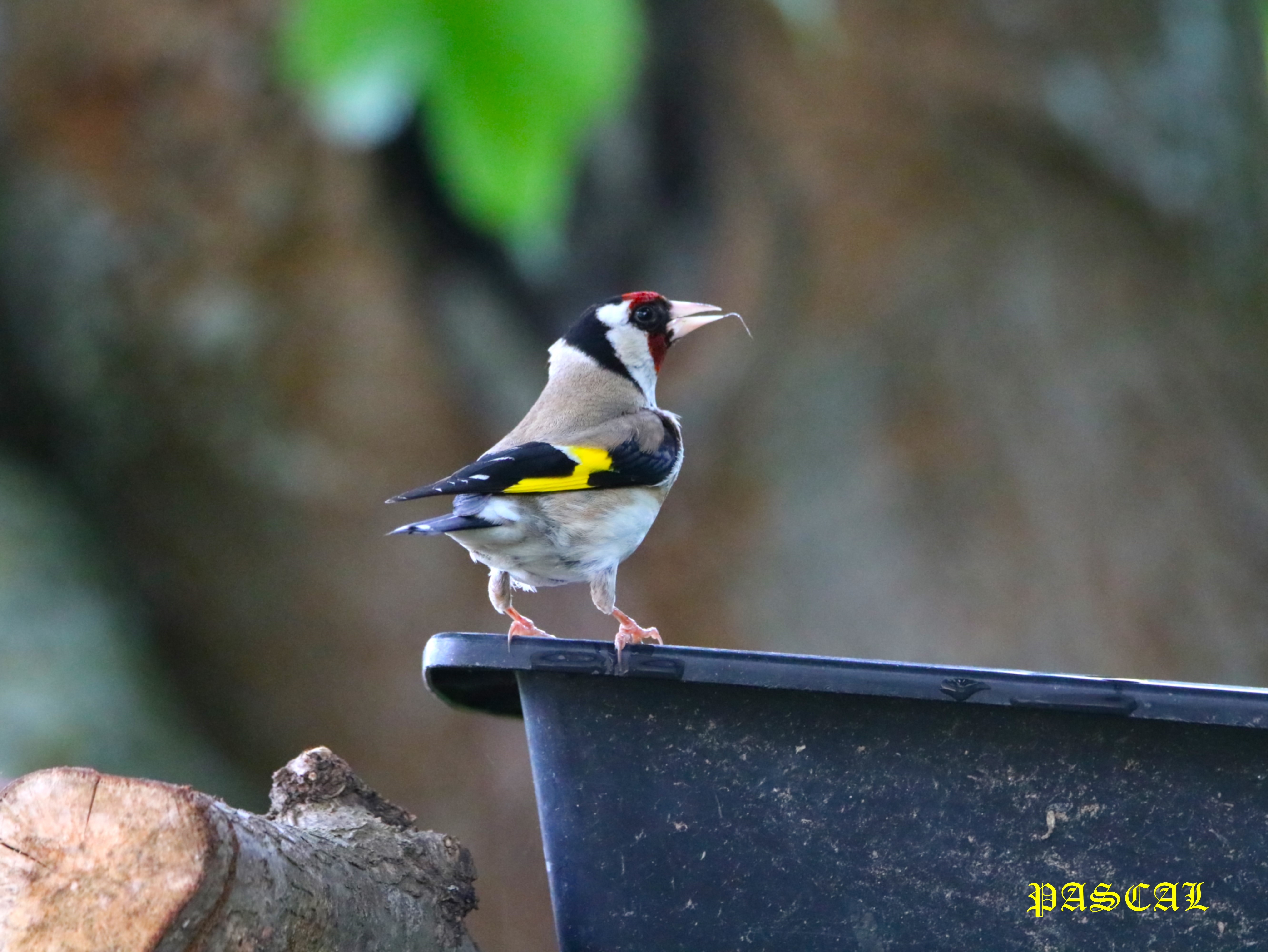 Chardonneret élegant abreuvoir Jeudi 28 Mai 2026 2.JPG