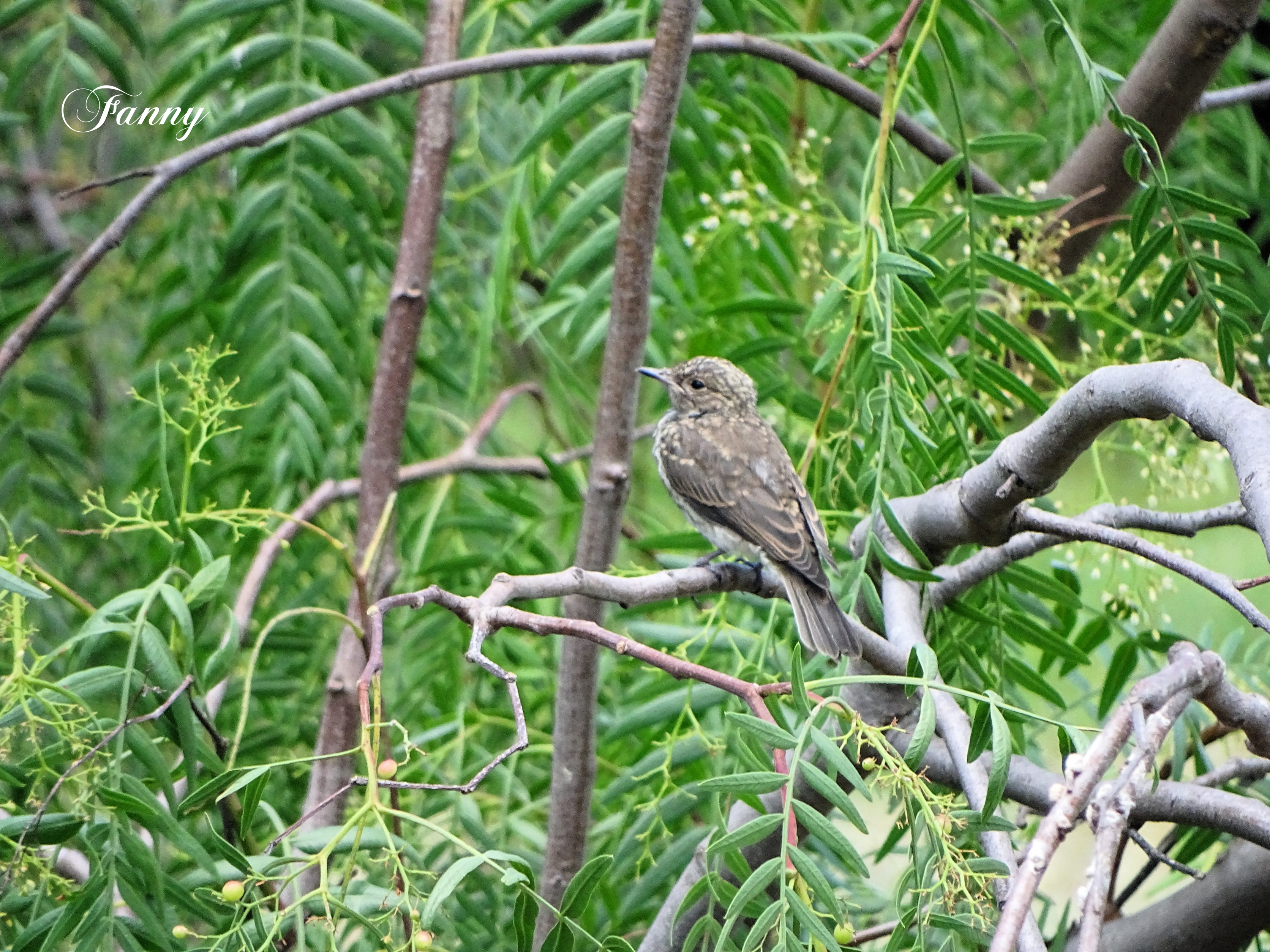 Gobemouche Juvenile signé DSC03521.jpg