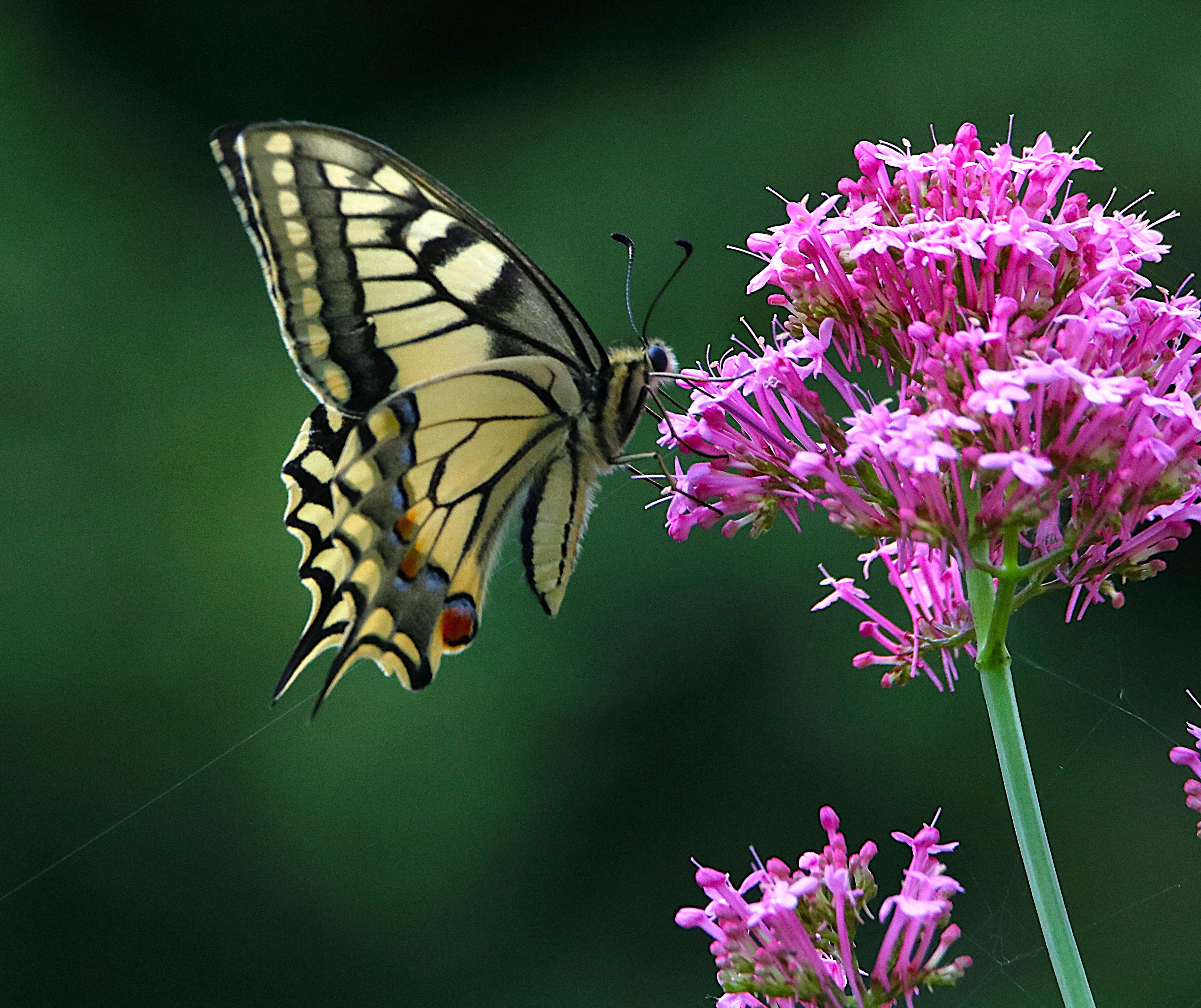 Machaon Jardin Jeudi 25 Juin 2026 (2) - Copie.JPG
