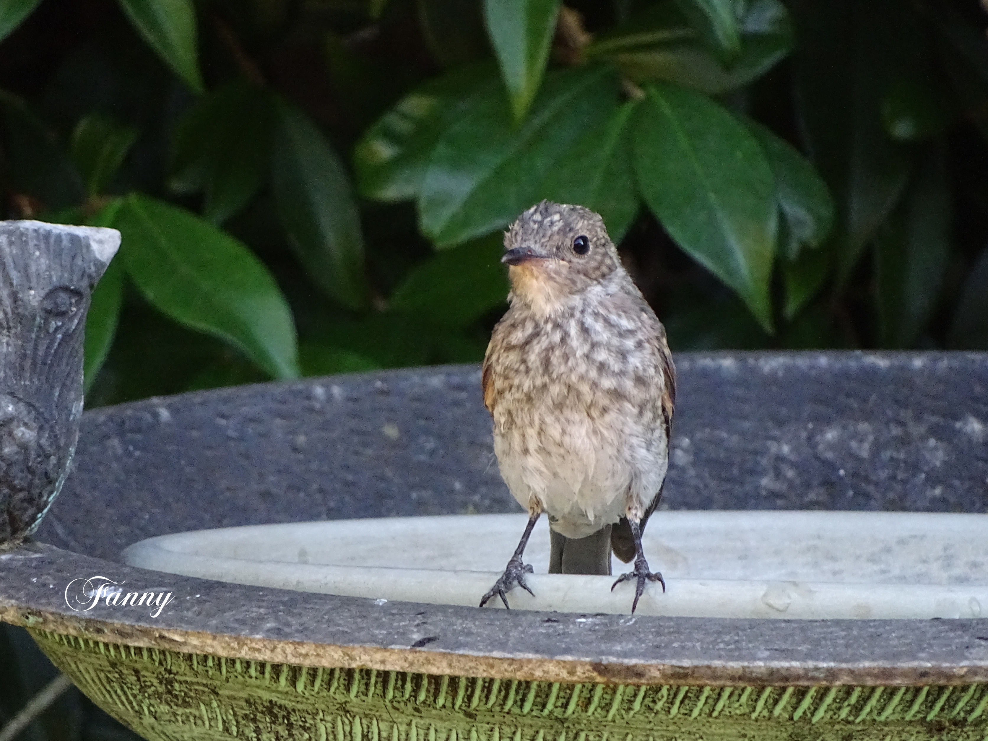 Juvenile Signé DSC03697.jpg